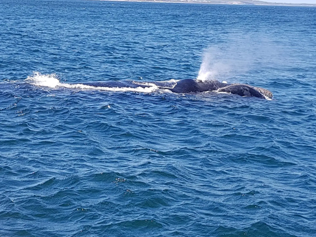 Royal Whale Watching