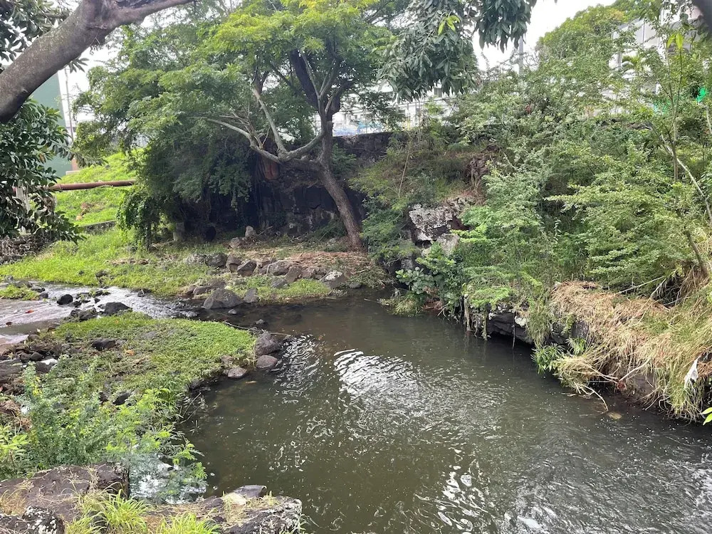 Urban oasis in heart of city-large yard