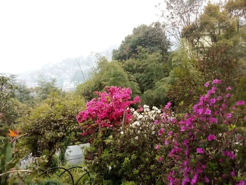 Cherry Guest House