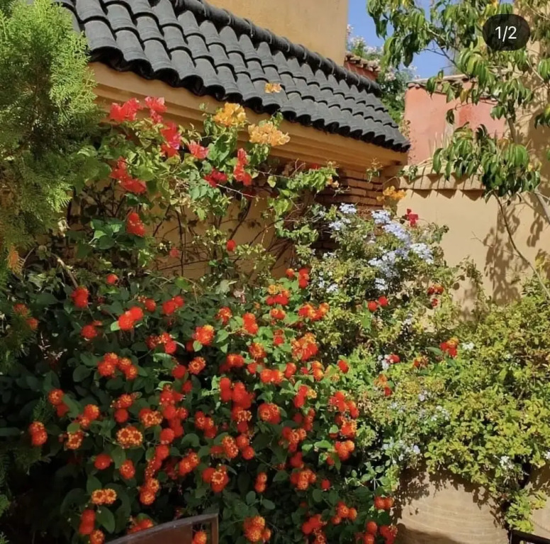 Riad Zouhour