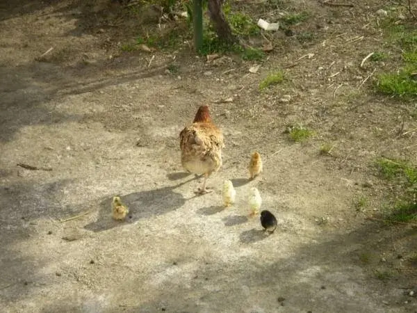 B&B Il Pollino