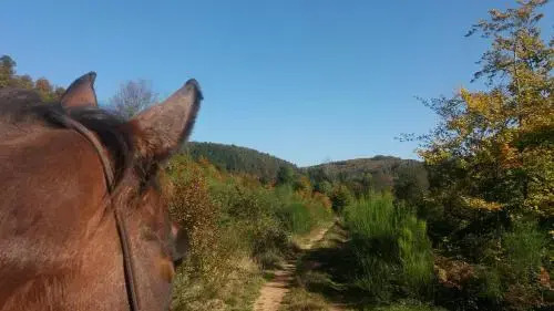 Léchappée verte - gîte equestre 5 pers