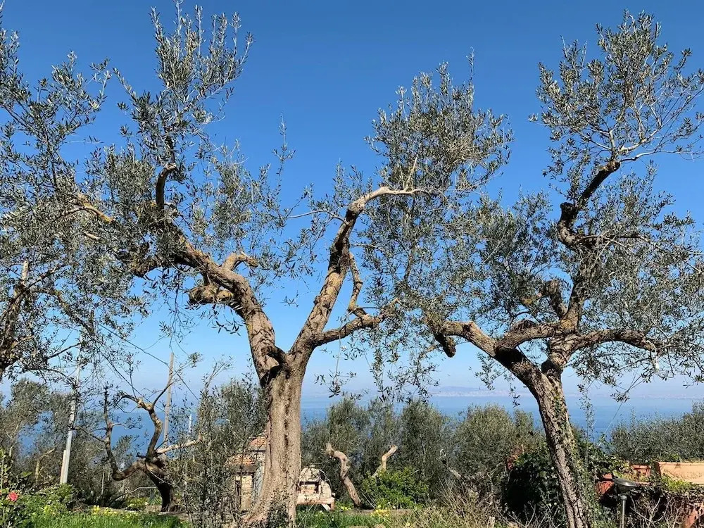 A Sorrento