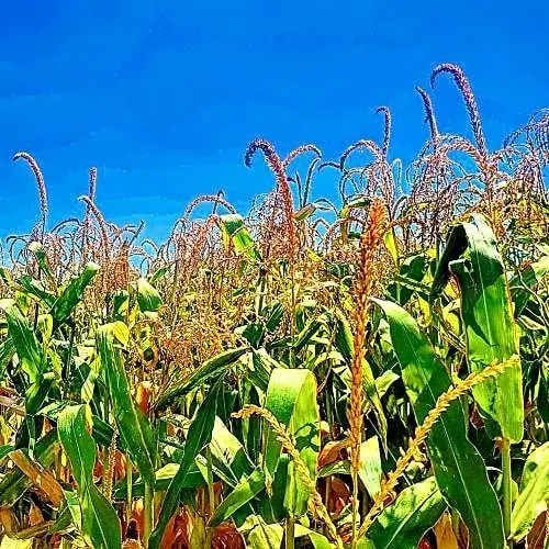 Kibbutz Nachshon