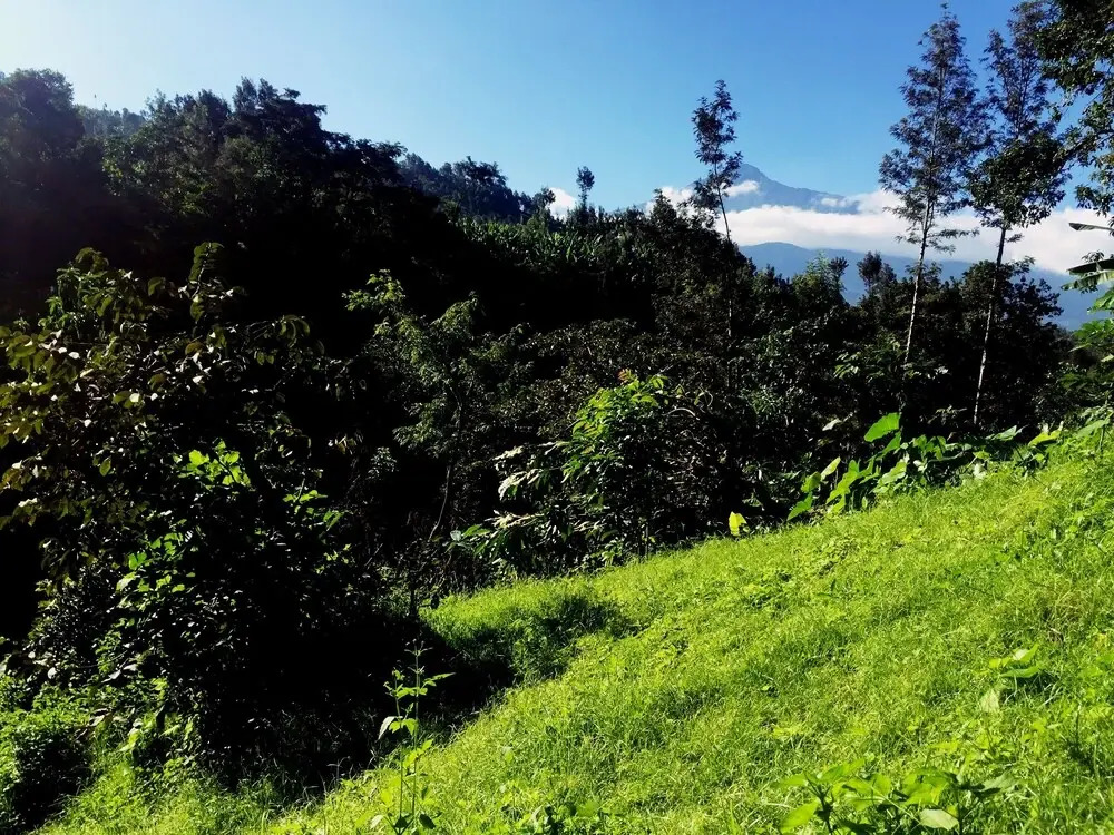 Banana Farm Hostel