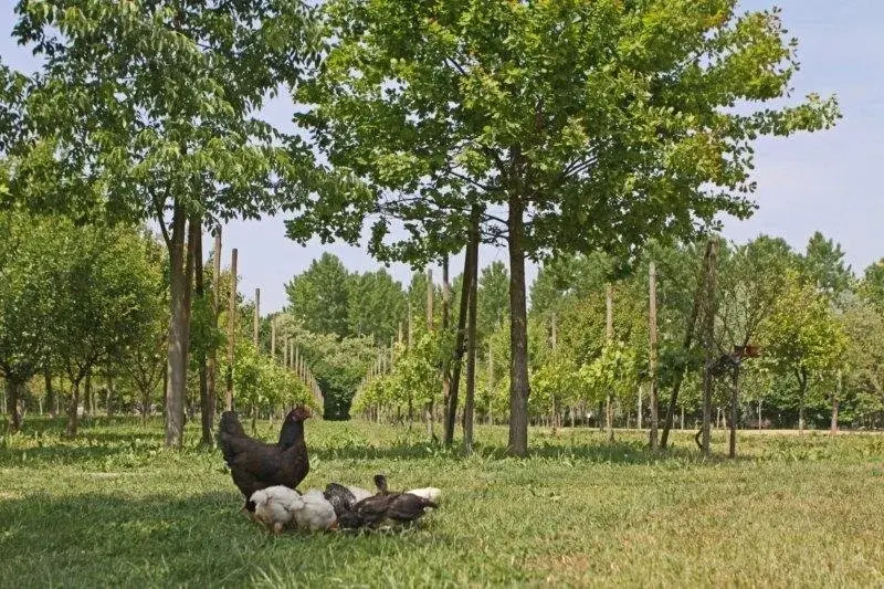 Agriturismo La Rondine