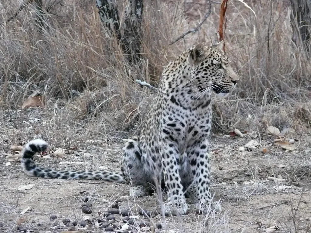 aha Makalali Private Game Lodge