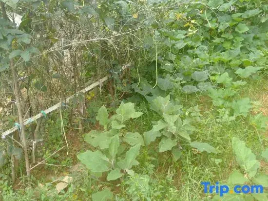 Shaoshan Yingming Homestay (Former Residence Scenic Area)