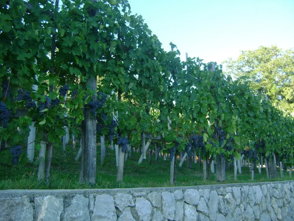 Vineyard cottage Med vinogradi