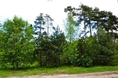 Männiku JK
