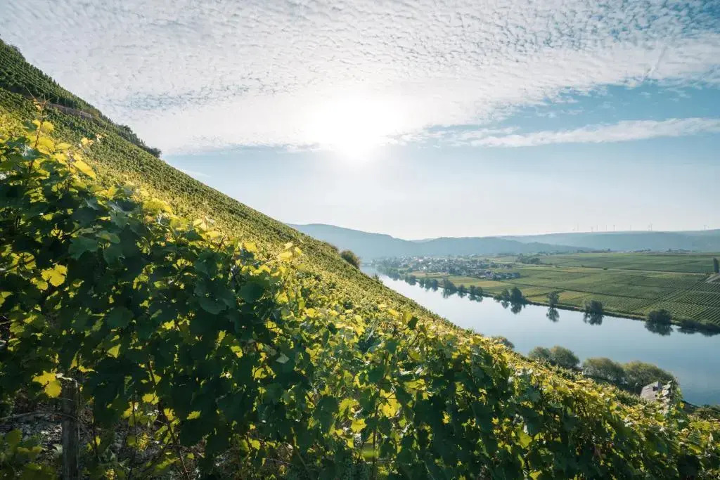 Weingut Lehnert-Veit Gutshotel