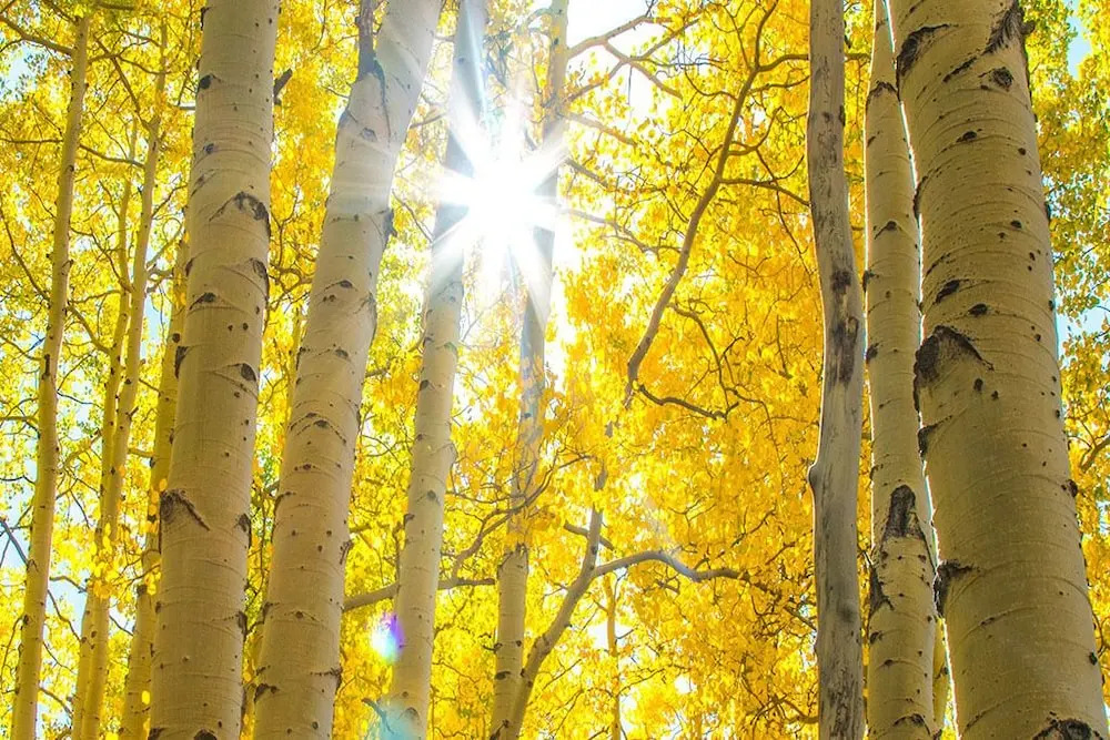 Aspen Lodge 4302