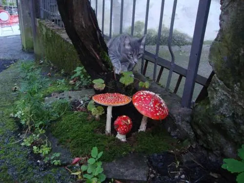 Profum Di Bosc