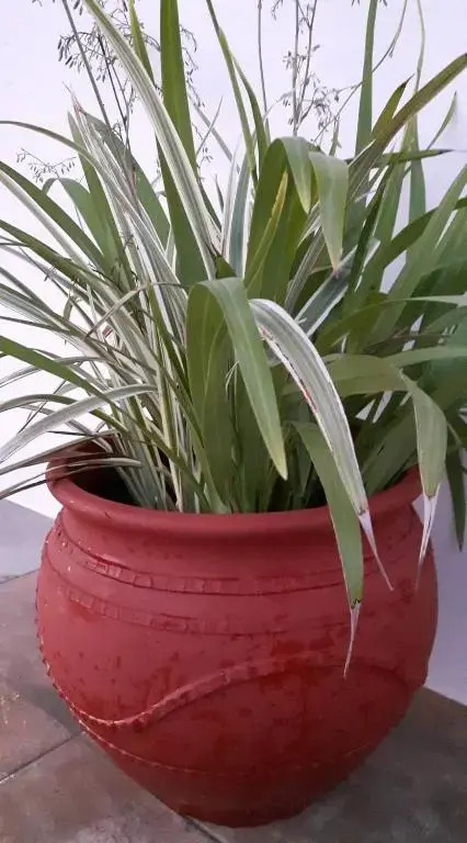 Yucca Studio, beautiful apartment with garden