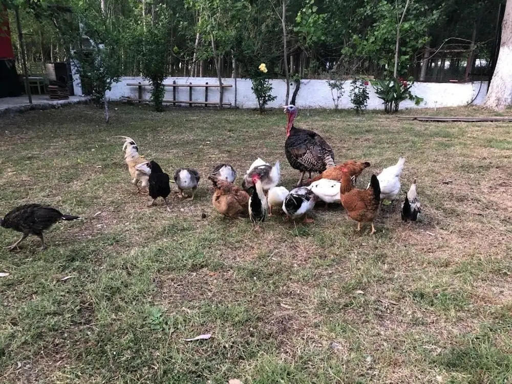 Likya Saklibahce