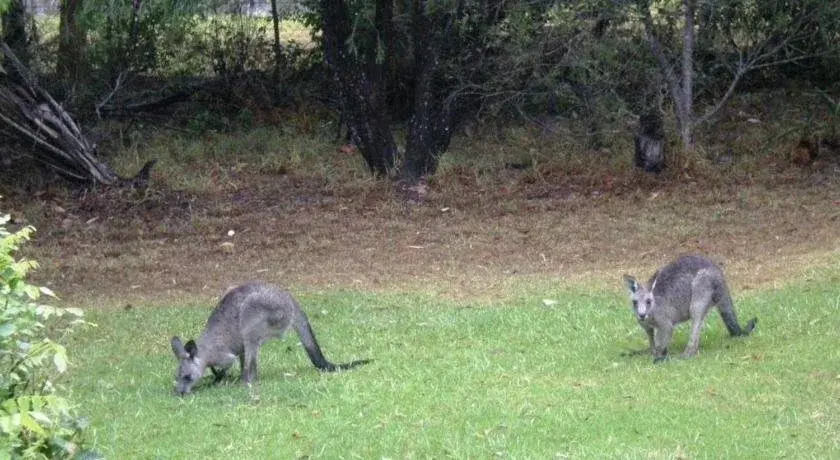 Wombatalla