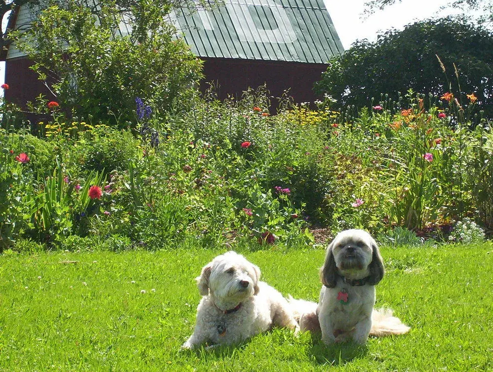 English Experience Bed and Breakfast