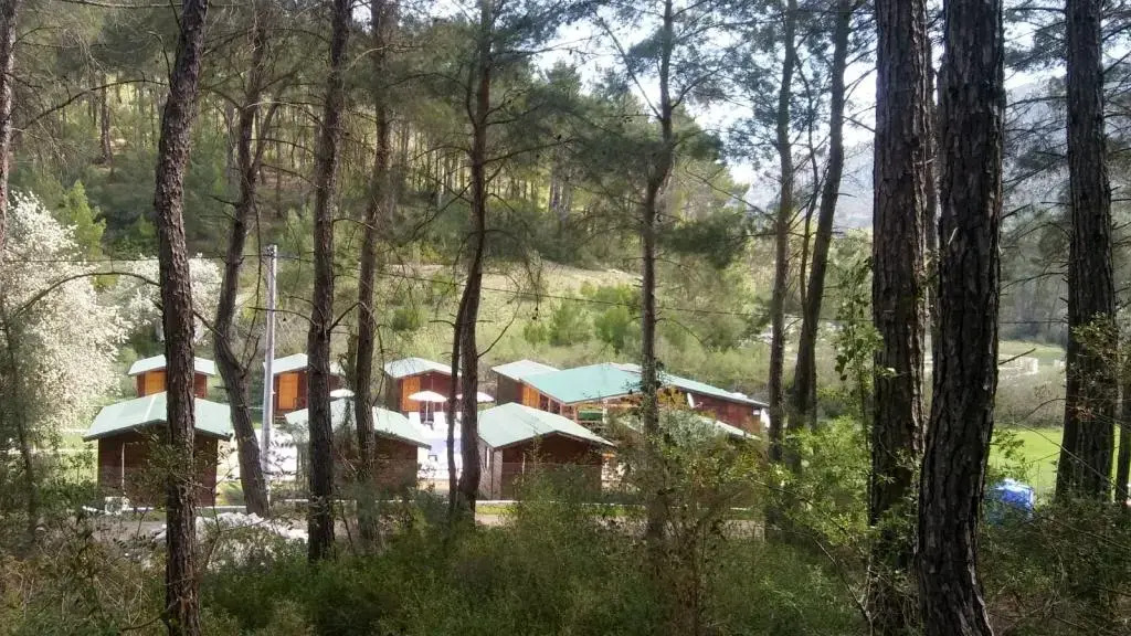 Feniks Agac Evleri