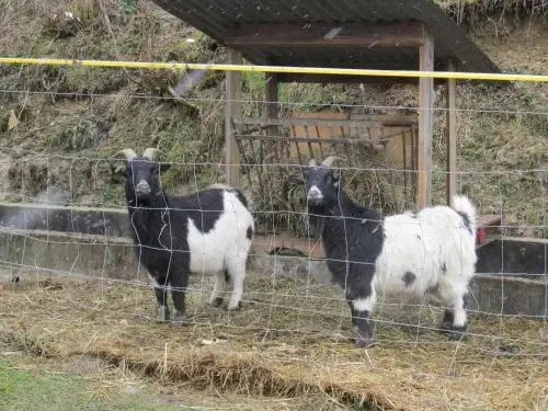 Zimmer Steger