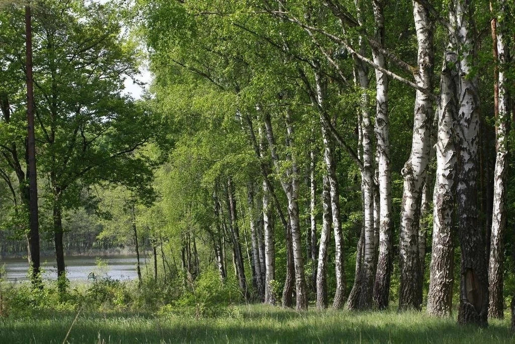 Parkhotel Am See