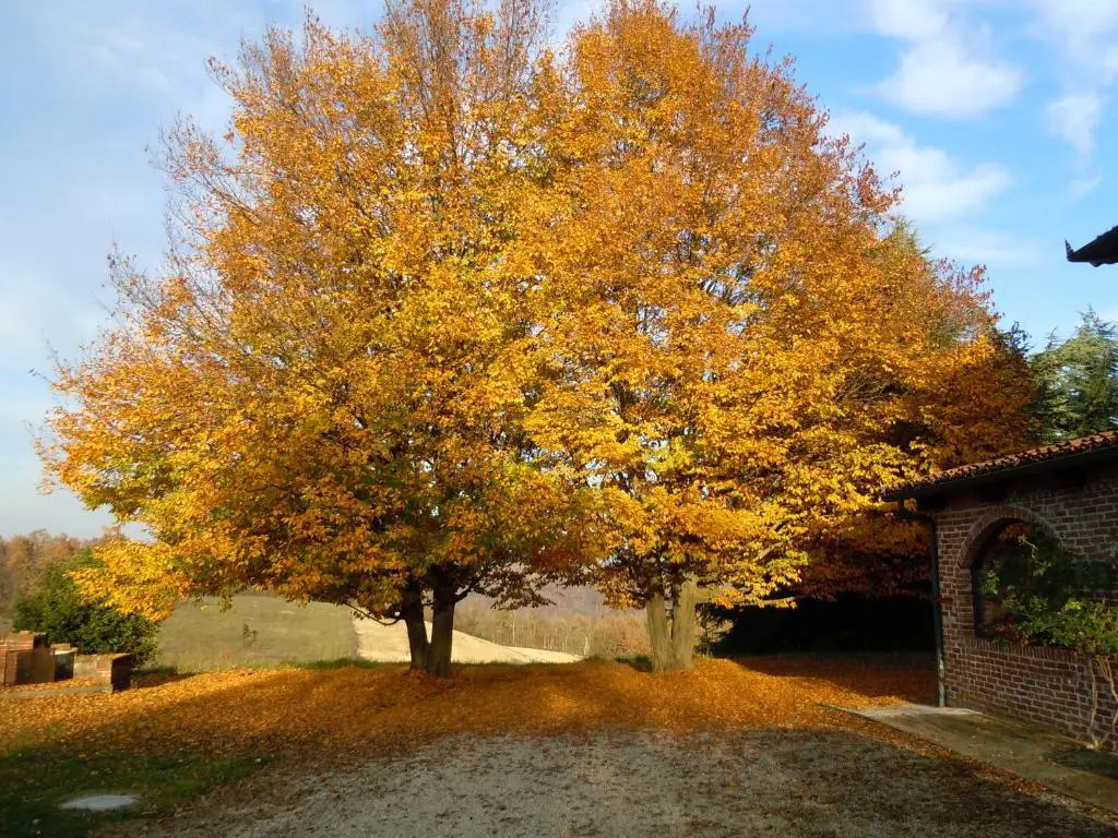 Cascina Barosca