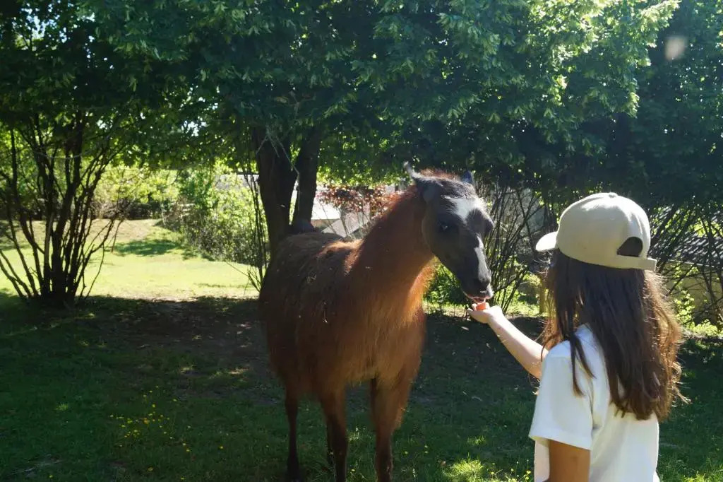 Loire Valley Llama Farm Stay