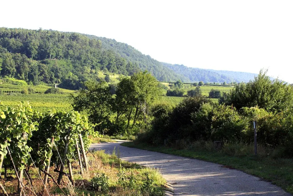 Porta Vinea