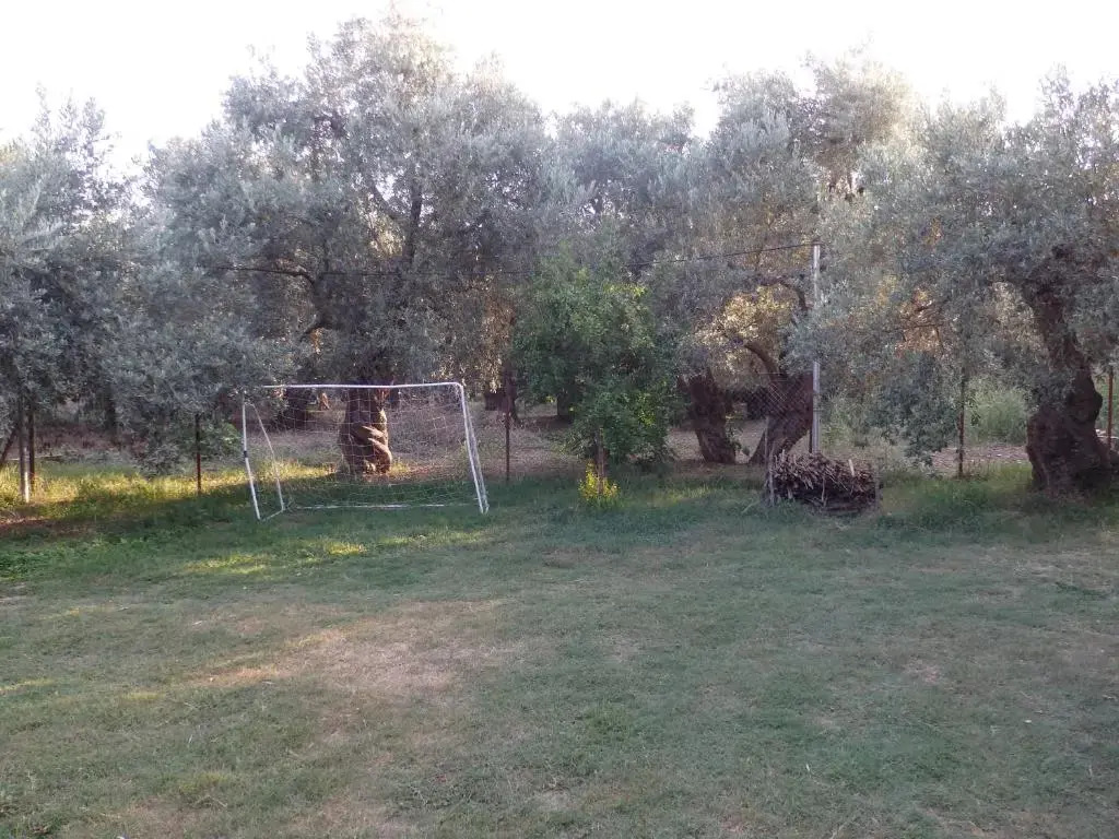 The Small House in the Olive Grove