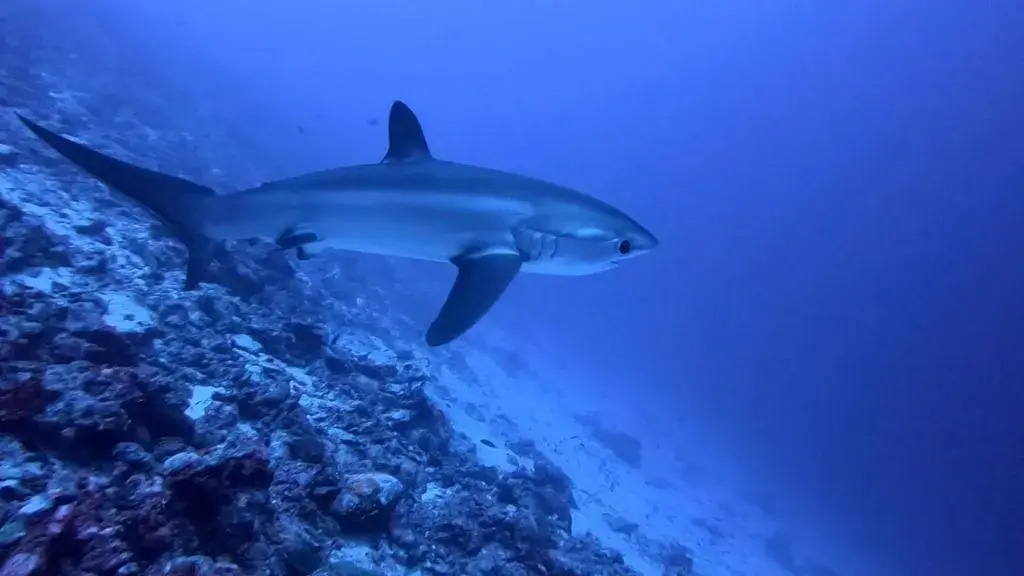 Tiger Shark Residence & Dive