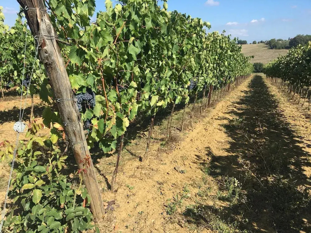 Il Querciolo - Azienda biologica, Agriturismo e Cantina
