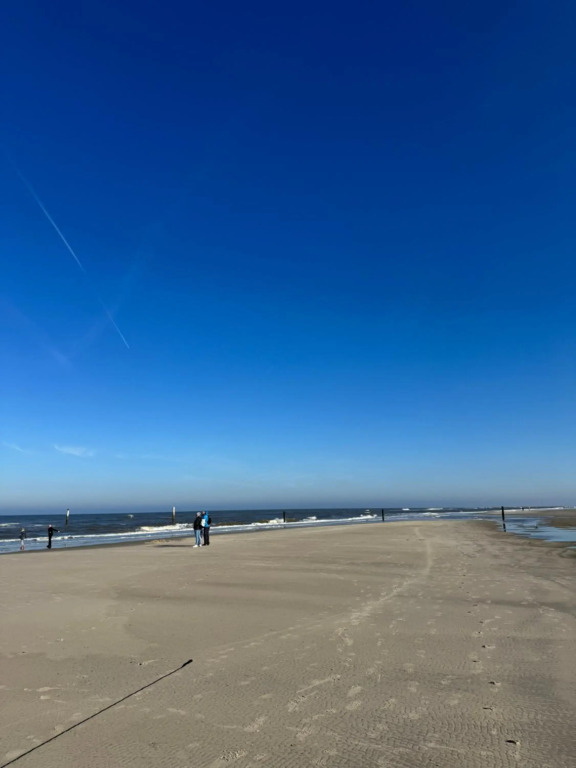 Dünenrose am Nordstrand
