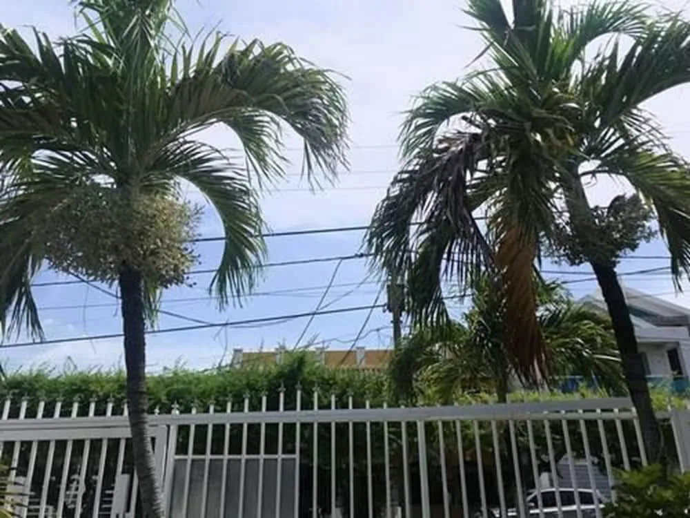 Tropical Dreams