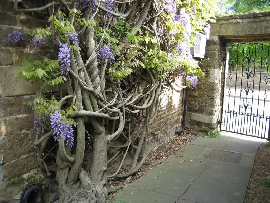 Wisteria Hotel