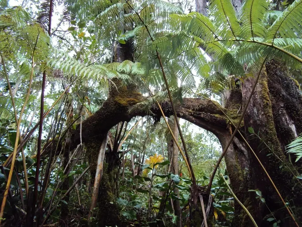 Volcano Rainforest Lodge