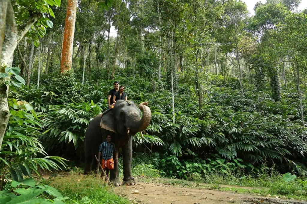 Elephant Court Thekkady