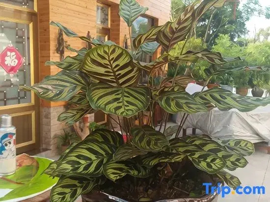 Tiantai Jiahong Homestay
