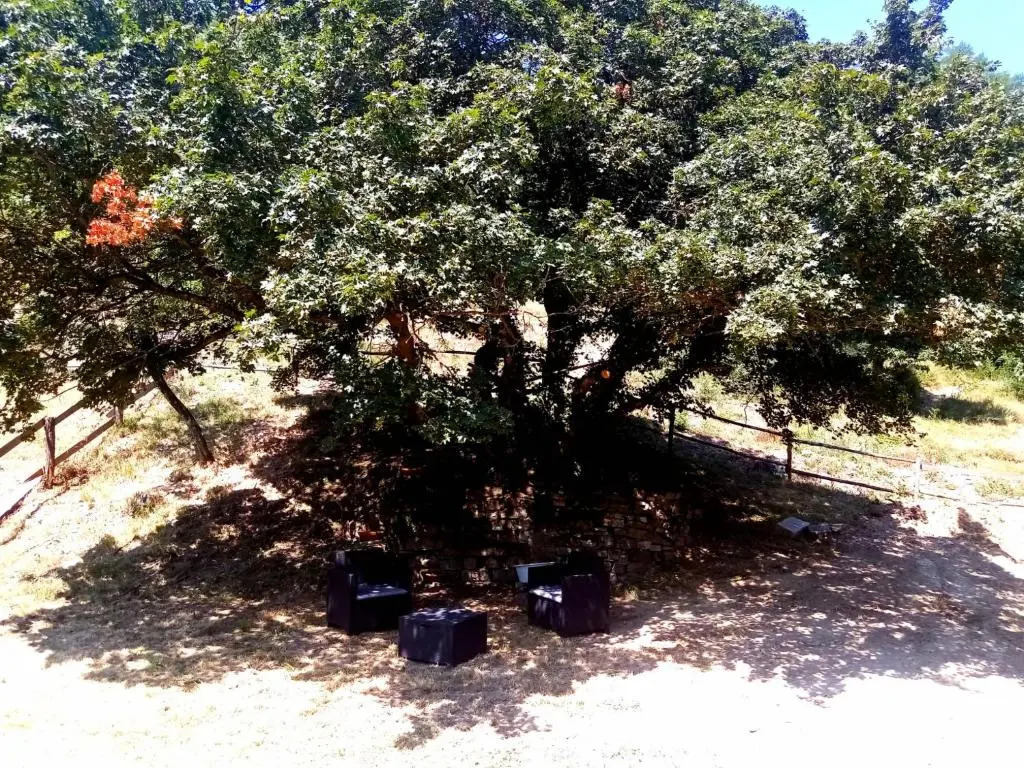 Locanda Di Alberi