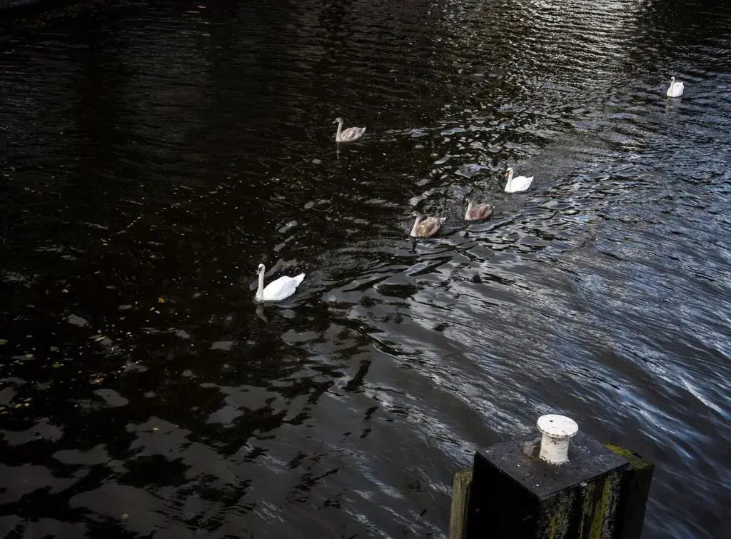 SWEETS - Kattenslootbrug