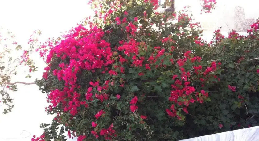 Studios Eleni I