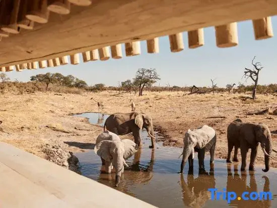 Savute Elephant Lodge