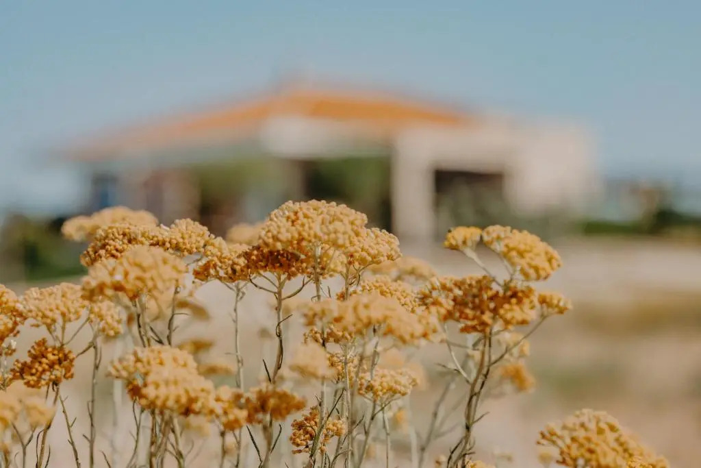 Plant Villas Novalja