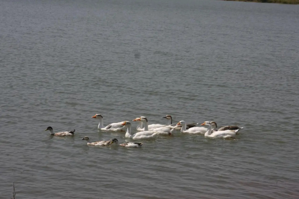 juSTa Lake Nahargarh Palace, Chittorgarh