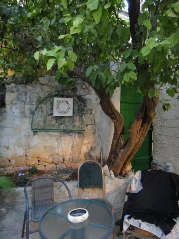 Zimmer Lemon Tree