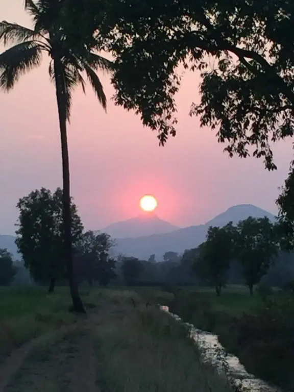 Mango Tree Farm