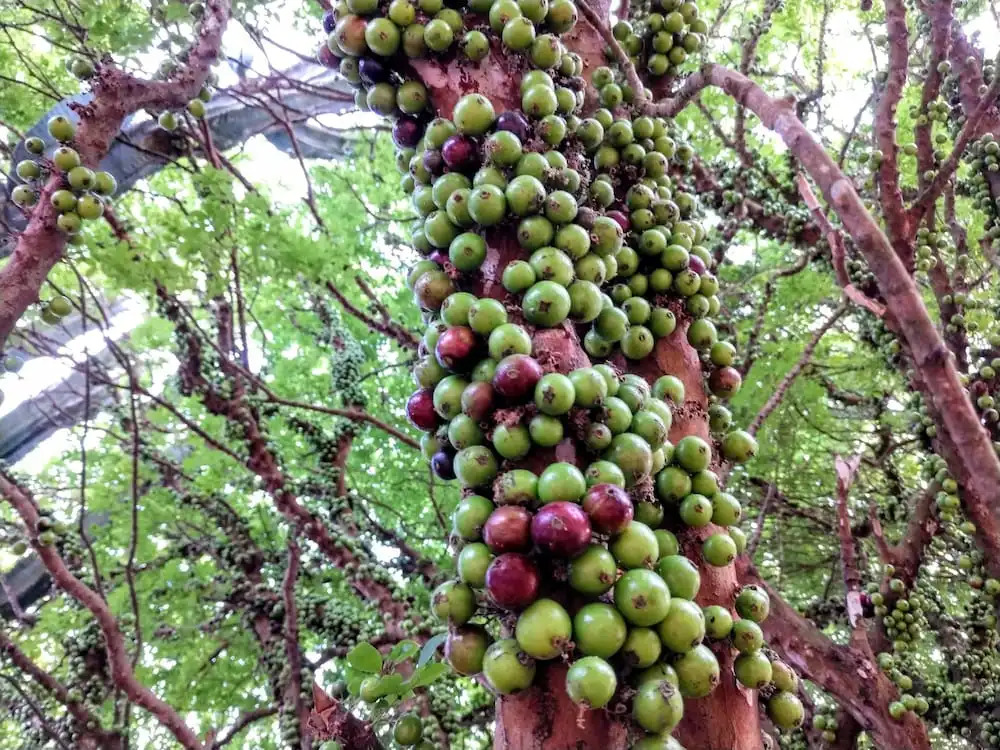 Suítes no Quintal