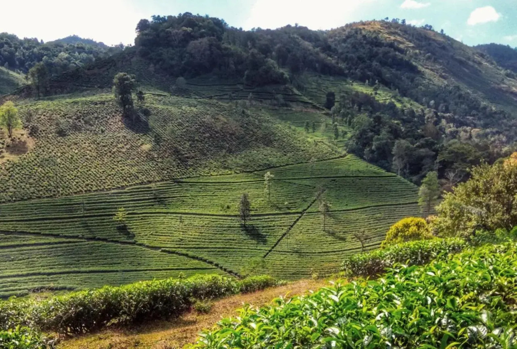 Periyar Green Bed & Breakfast