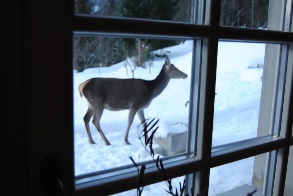 La Lince Lodge