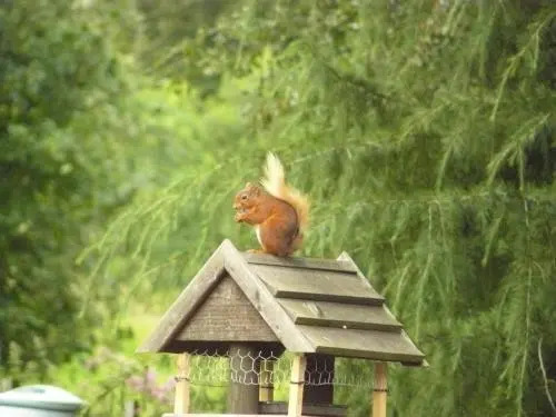 Firwood Country Bed & Breakfast
