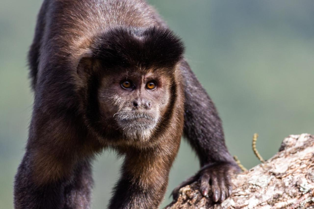 Pequena Suécia