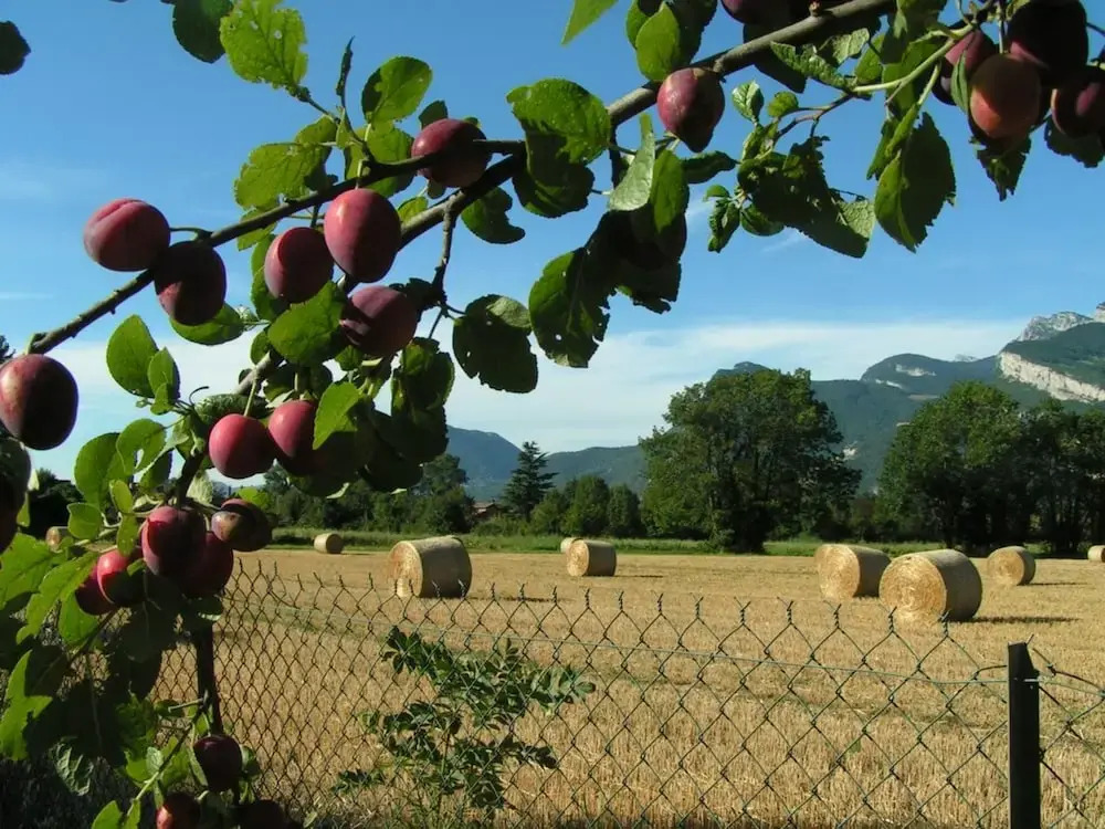 Les champs dorés